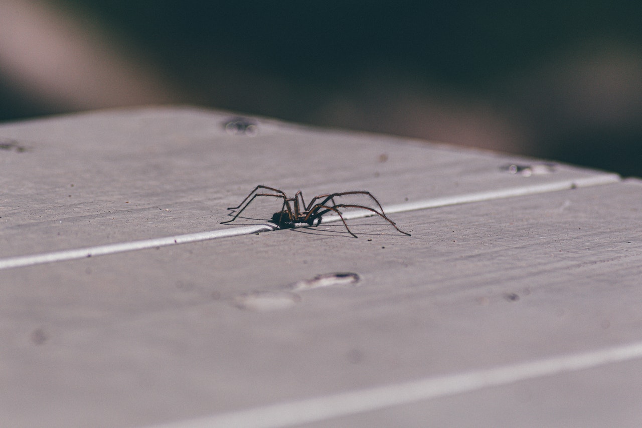 Almindelig Flyselskaber Prøve Edderkop - Fakta om edderkopper der lever i Danmark | Hus og have
