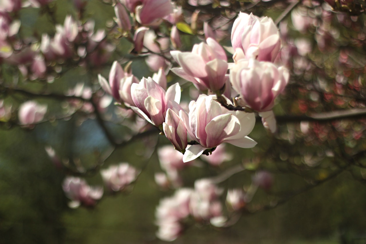 magnolia træ