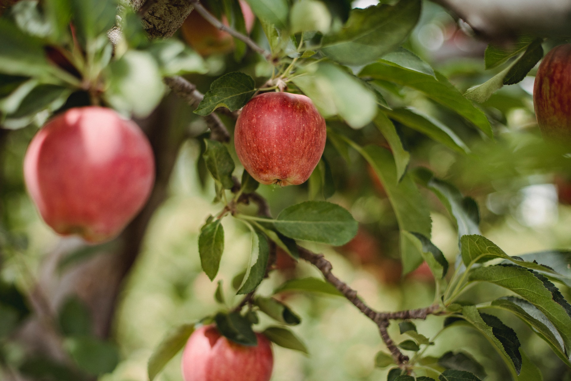 Hver uge fugl Hest Æbletræ: Typer af æbletræer og hvordan man passer på dem